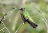 Blue-headed Sapphire