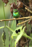 Peruvian Raquettail