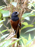 Chestnut-bellied Seed-Finch