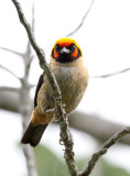 Flame-faced Tanager