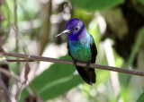 Golden-tailed Sapphire