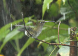 Many-spotted Hummingbird