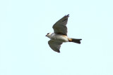 Pearl Kite