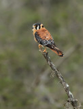 American Kestrel