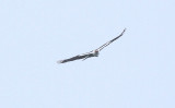 Black-and-white Hawk-Eagle