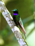 Black-throated Brilliant