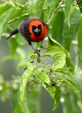 Masked Crimson Tanager