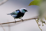 Masked Tanager