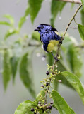 Turquoise Tanager