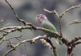 White-capped Parrot