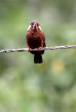 White-eared Jacamar