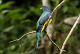 Green-backed Trogon