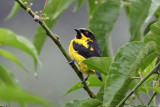 Yellow-bellied Dacnis