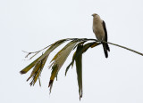 Yellow-headed Caracara