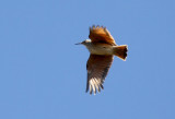 Slender-billed Miner