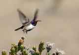 Chimborazo Hillstar