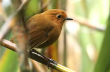 Equatorial Antpitta