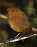 Equatorial Antpitta