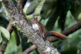 Squirrel sp