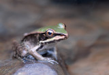 Lithobates palmipes