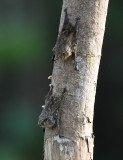 Long-nosed Bat