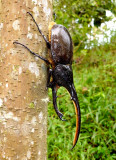 Hercules Beetle