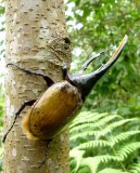 Hercules Beetle
