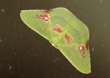 Moth San-Isidro
