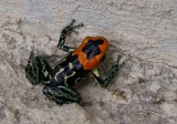 Dendrobates fantasticus