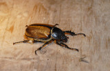 Scarabaeidae sp