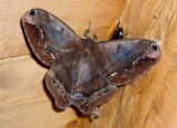 Moth San-Isidro