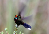 Rainbow-bearded Thornbill