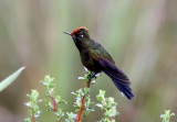 Rainbow-bearded Thornbill