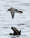 Pink-footed Shearwater