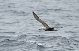 Waved Albatross