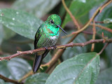 Rufous-vented Whitetip