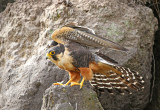 Aplomado Falcon