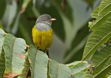 Gray-hooded Bush-Tanager