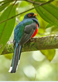 Highland Trogon