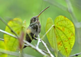 Band-tailed Barbthroat