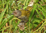Dusky Bush-Tanager