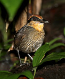 Rufous-crowned Antpitta