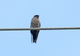 White-thighed Swallow