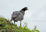 Horned Screamer