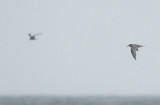 Peruvian Tern