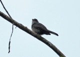 Blackish Pewee