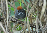 Dark-breasted Spinetail