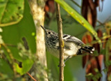 Stripe-chested Antwren