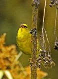 Black-crested Warbler