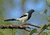 Magpie Tanager